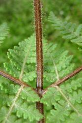 Hypolepis rufobarbata. Abundant red-brown glandular hairs and longer red-brown non-glandular hairs on stipe, rachis and primary costae.
 Image: L.R. Perrie © Te Papa 2013 CC BY-NC 3.0 NZ